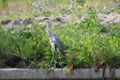 Reiger eet aalscholver